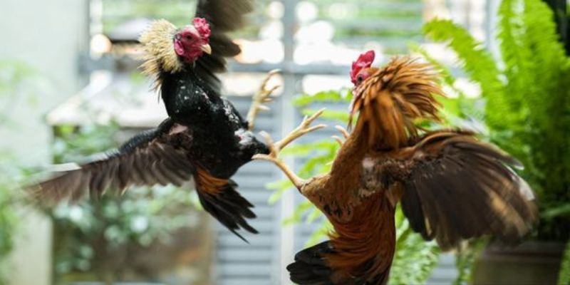 Hướng dẫn quy trình cụ thể để người chơi dễ dàng trải nghiệm soi kèo